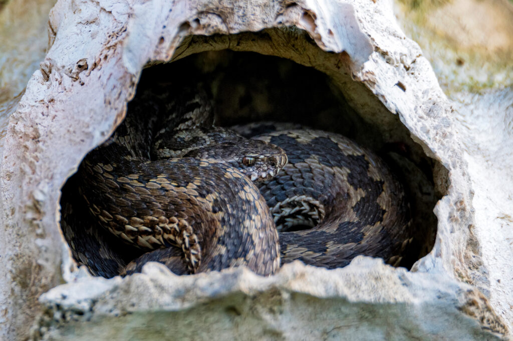 close-up-middle-viper-or-vipera-renardi-in-a-small