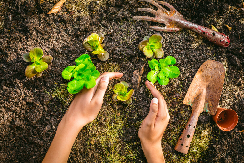 Planting young seedlings of lettuce in vegetable raised bed